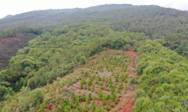 有关于镇沅：严厉整治毁林种茶 守住绿水青山的资讯(1)