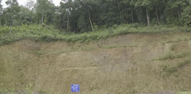 有关于镇沅：严厉整治毁林种茶 守住绿水青山的资讯(2)