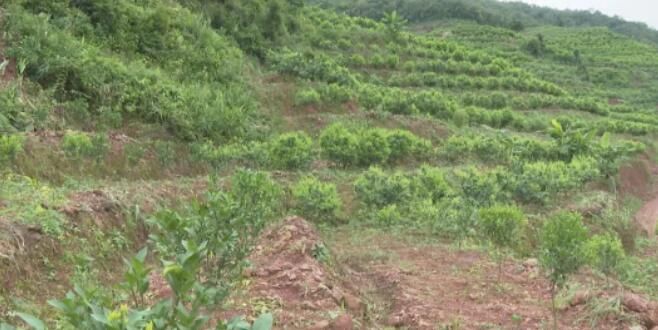 有关于镇沅：严厉整治毁林种茶 守住绿水青山的资讯(4)