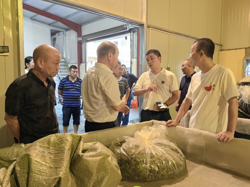 有关于深入基层：开展茶产业发展专题调研的相关内容(1)