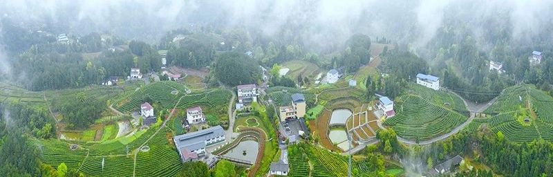 关于多彩茶乡，四川旺苍：游“中国黄茶之乡”享蜀道茶旅的新闻