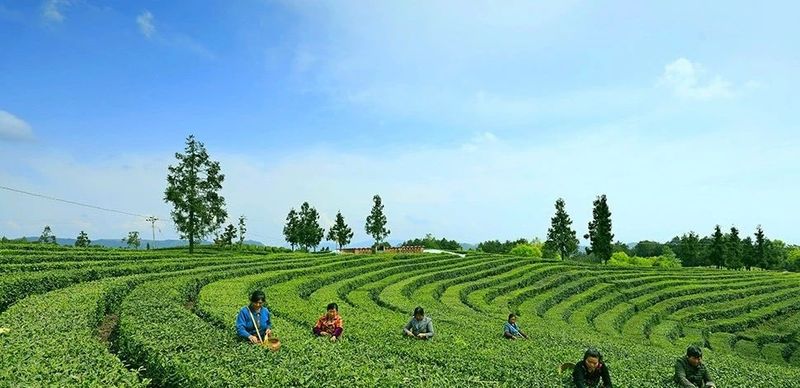 关于多彩茶乡，四川旺苍：游“中国黄茶之乡”享蜀道茶旅的新闻(1)