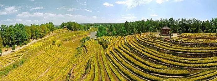 关于多彩茶乡，四川旺苍：游“中国黄茶之乡”享蜀道茶旅的新闻(2)