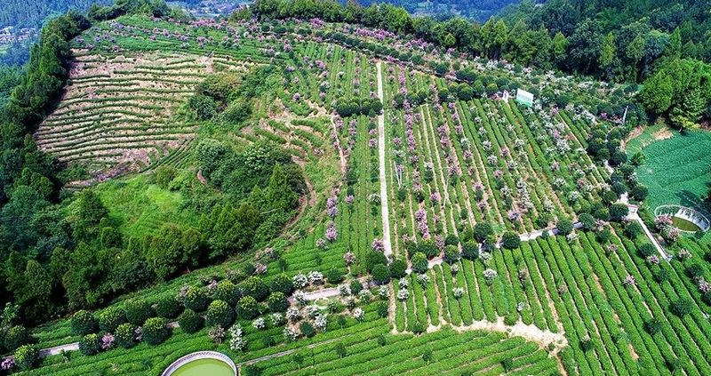 关于多彩茶乡，四川旺苍：游“中国黄茶之乡”享蜀道茶旅的新闻(4)