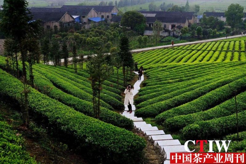 关于安徽省茶协、省消保委、省质标院联合发布《关于引导茶叶适度包装促进绿色文明消费的倡议书》的最新消息(1)