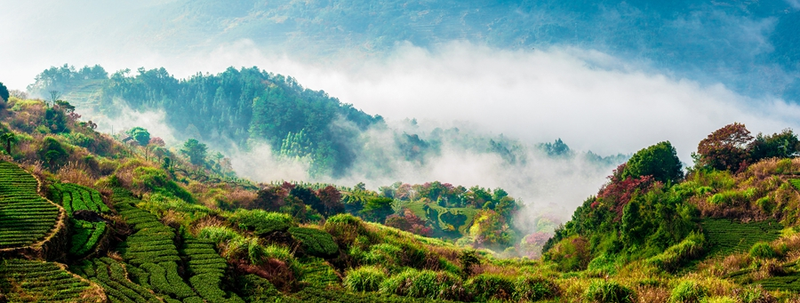 关于安溪铁观音：这里的茶园“头戴帽、腰系带、脚穿靴”的资讯(3)