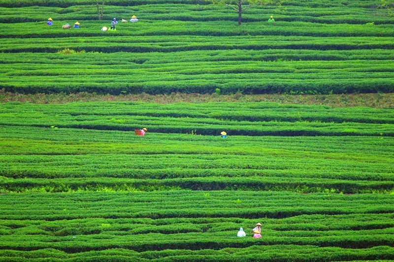 有关于云南腾冲明光镇：高山乌龙茶推动乡村振兴“枝繁叶茂”的资讯(6)
