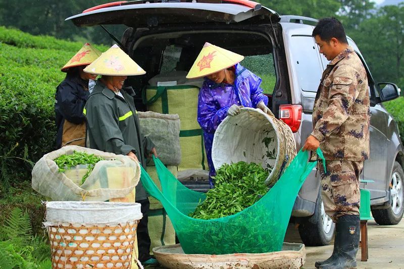 有关于云南腾冲明光镇：高山乌龙茶推动乡村振兴“枝繁叶茂”的资讯(2)