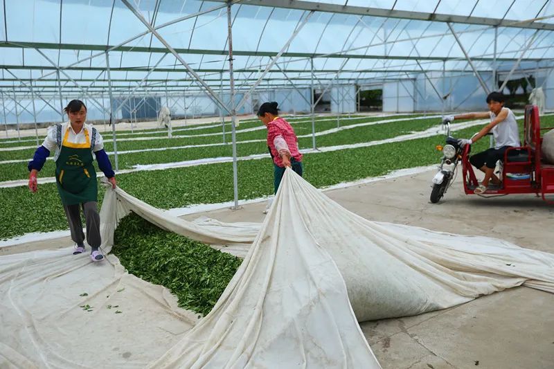 有关于云南腾冲明光镇：高山乌龙茶推动乡村振兴“枝繁叶茂”的资讯(10)