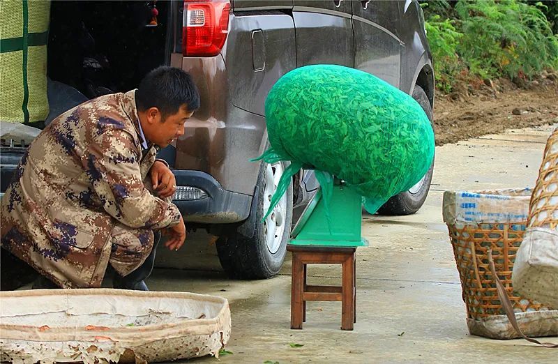有关于云南腾冲明光镇：高山乌龙茶推动乡村振兴“枝繁叶茂”的资讯(3)