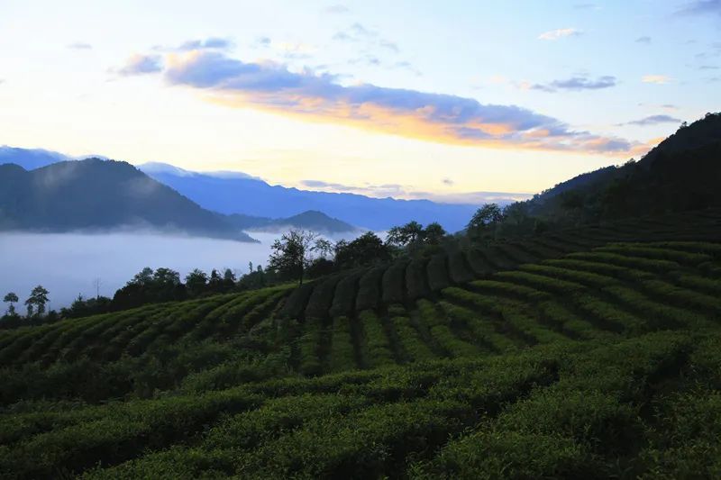 有关于云南腾冲明光镇：高山乌龙茶推动乡村振兴“枝繁叶茂”的资讯(13)