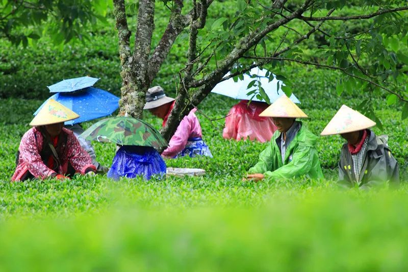 有关于云南腾冲明光镇：高山乌龙茶推动乡村振兴“枝繁叶茂”的资讯(7)