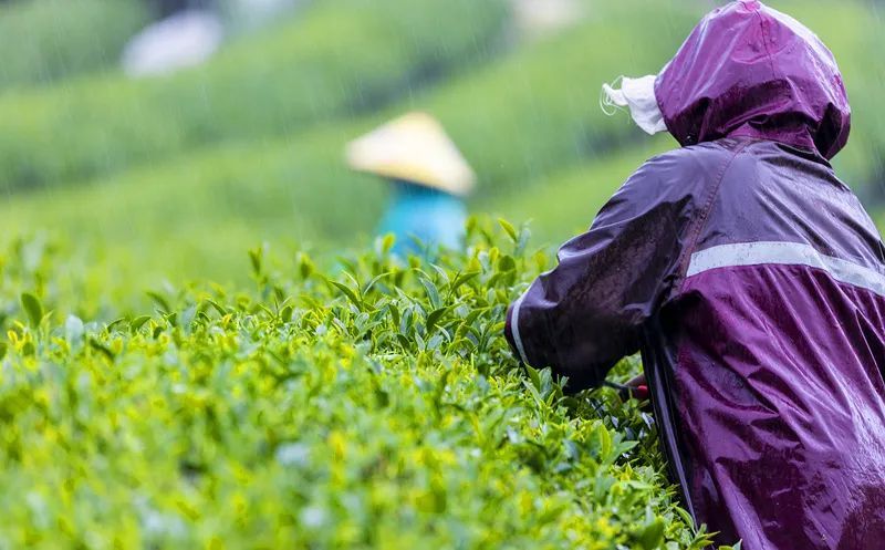 有关于云南腾冲明光镇：高山乌龙茶推动乡村振兴“枝繁叶茂”的资讯(8)