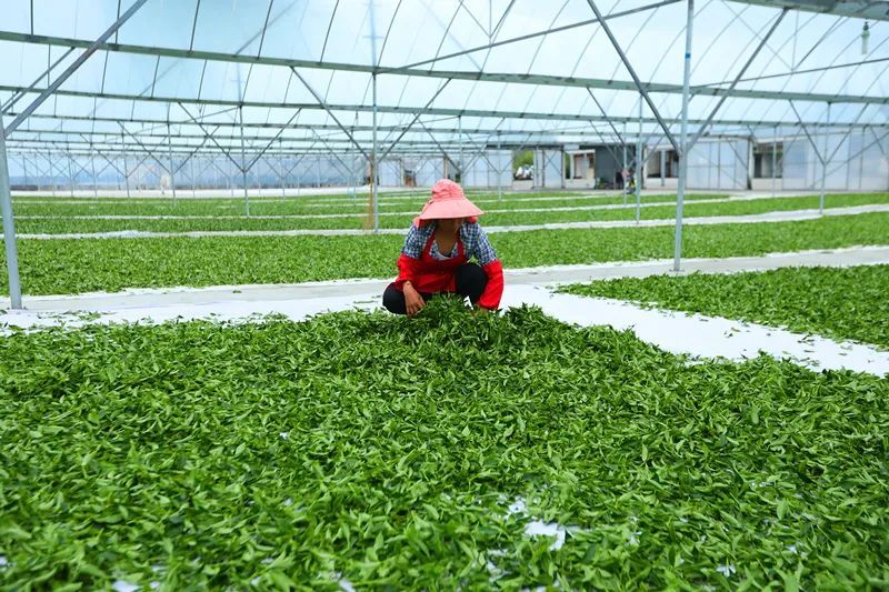 有关于云南腾冲明光镇：高山乌龙茶推动乡村振兴“枝繁叶茂”的资讯(11)