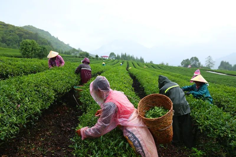 有关于云南腾冲明光镇：高山乌龙茶推动乡村振兴“枝繁叶茂”的资讯(4)