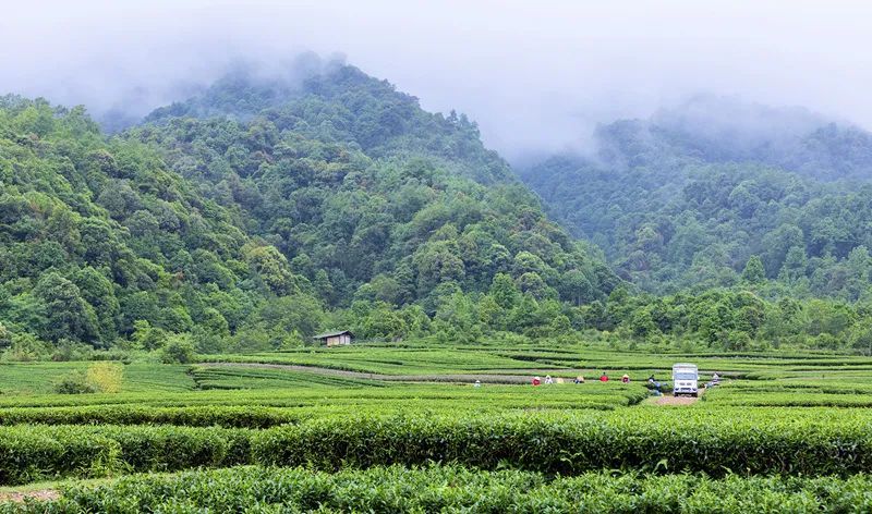 有关于云南腾冲明光镇：高山乌龙茶推动乡村振兴“枝繁叶茂”的资讯(5)
