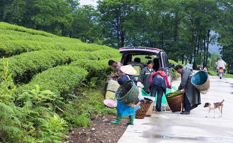 有关于云南腾冲明光镇：高山乌龙茶推动乡村振兴“枝繁叶茂”的资讯(9)