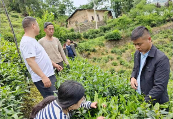 关于以课题为抓手 助紫阳茶产业高质量发展——修春丽博士在紫阳指导茶园绿色防控工作的内容(2)