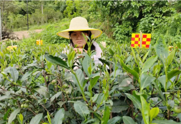 关于以课题为抓手 助紫阳茶产业高质量发展——修春丽博士在紫阳指导茶园绿色防控工作的内容(1)