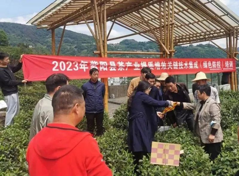 关于以课题为抓手 助紫阳茶产业高质量发展——修春丽博士在紫阳指导茶园绿色防控工作的内容