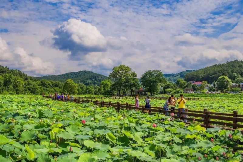 关于河南新县：山水红城茶飘香的资讯(13)