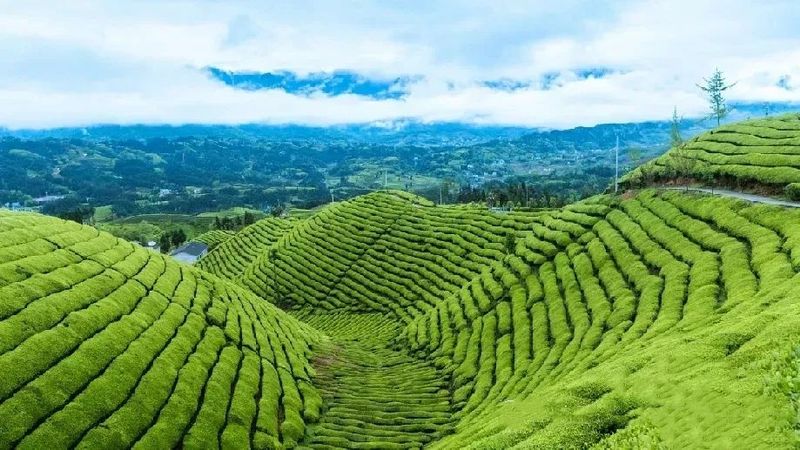 关于鹤峰：加快建设先行区，有机茶“出海破圈”正当时的新闻