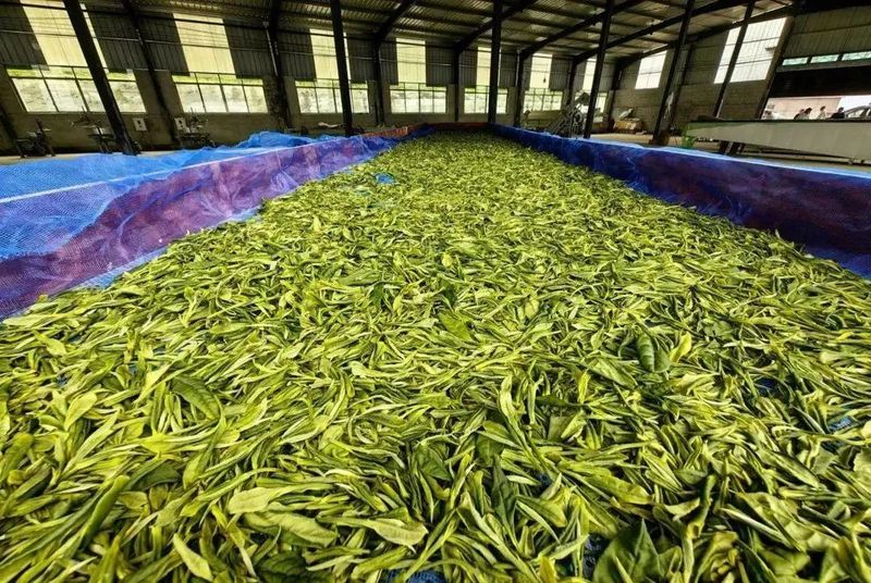 关于1350米！这座古茶园是铜仁NO.1的内容(4)