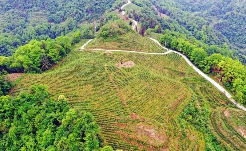 关于1350米！这座古茶园是铜仁NO.1的内容(1)