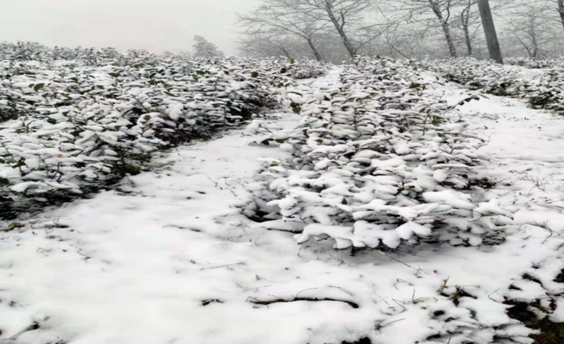 关于1350米！这座古茶园是铜仁NO.1的内容(3)