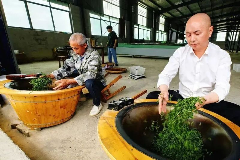 关于1350米！这座古茶园是铜仁NO.1的内容(5)