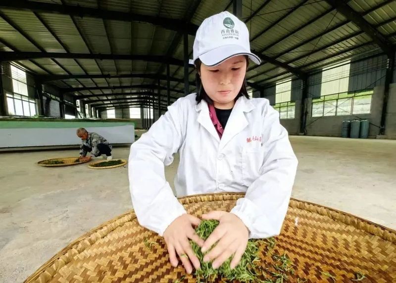 关于1350米！这座古茶园是铜仁NO.1的内容(6)