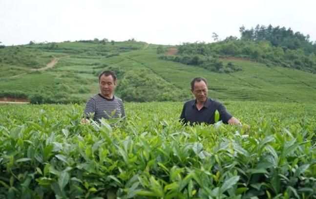 有关于岑巩县天马镇：4000亩夏茶采摘忙的消息(1)