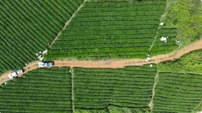 有关于岑巩县天马镇：4000亩夏茶采摘忙的消息