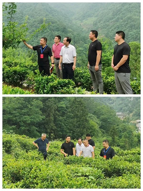 关于中厂镇人大组织开展茶叶产业调研活动的内容(1)