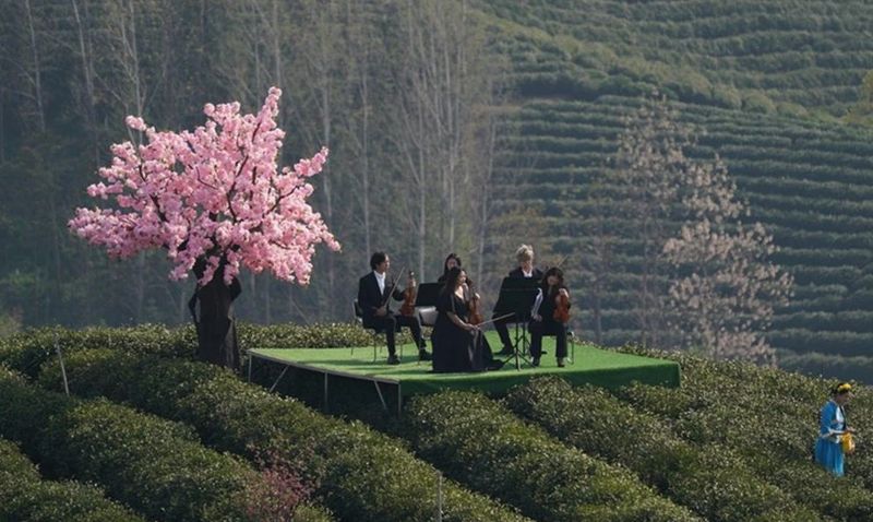 有关于信阳：山水茶都再现荣光的消息