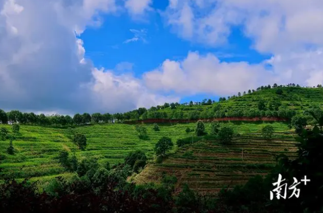 关于农行梅州分行多措并举“贷”动茶香四溢的新闻(1)