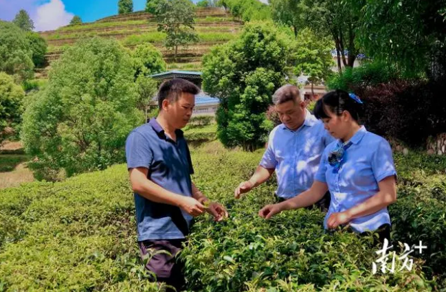 关于农行梅州分行多措并举“贷”动茶香四溢的新闻