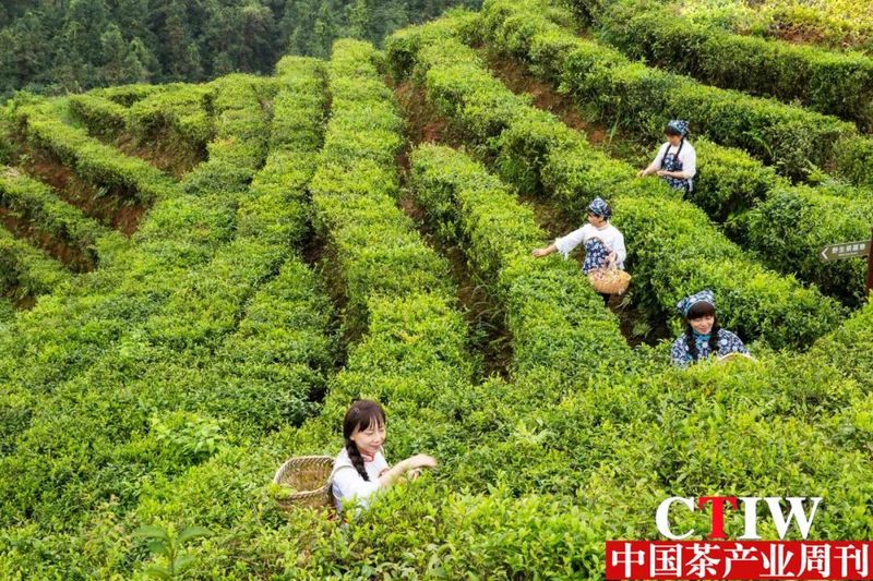 关于江西遂川：推广“三宝普惠贷” 助力“茶山”变“金山”的最新消息
