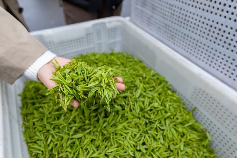 关于湖州：走出白茶产业绿色发展共赢共富新路子的相关内容(5)