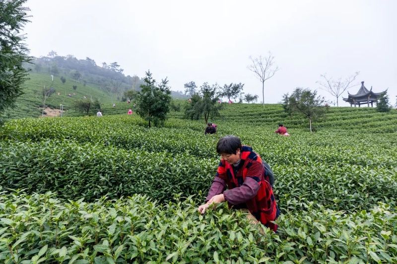 关于湖州：走出白茶产业绿色发展共赢共富新路子的相关内容(3)