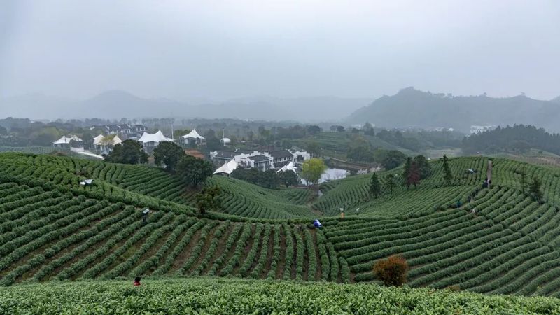 关于湖州：走出白茶产业绿色发展共赢共富新路子的相关内容