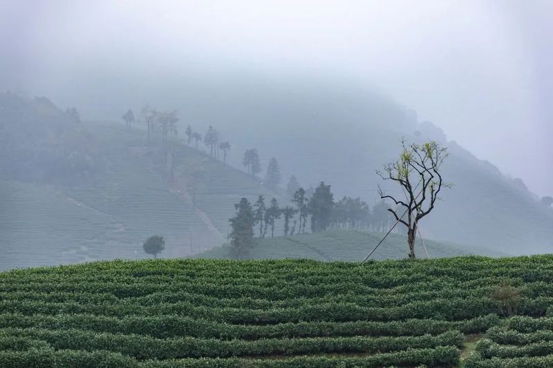 关于湖州：走出白茶产业绿色发展共赢共富新路子的相关内容(1)