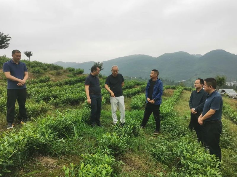 有关于胡继承到白沙镇调研茶产业发展工作的相关信息