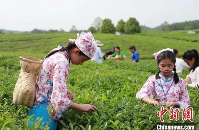 有关于湖南祁阳茶旅融合发展 赋能乡村振兴的资讯
