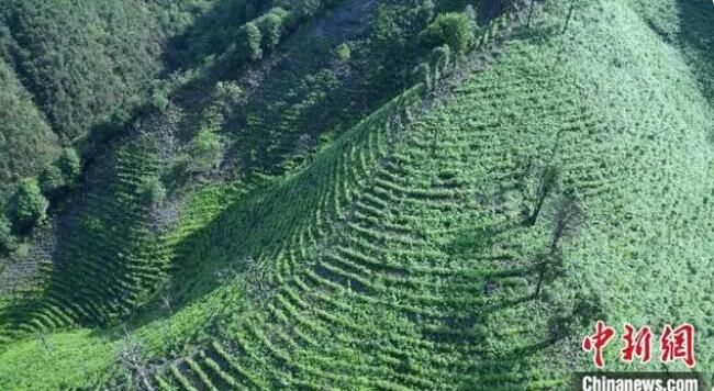 有关于湖南祁阳茶旅融合发展 赋能乡村振兴的资讯(1)