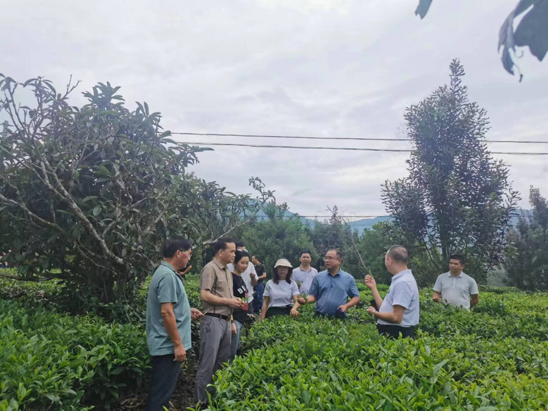 关于福建省厦门市茶业商会考察德宏茶产业的最新消息(2)