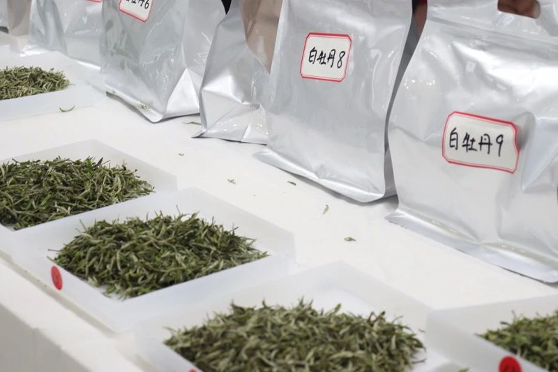 关于3大茶王诞生！这场延续9届的斗茶大赛，助力寿宁茶业升级发展的新闻(6)