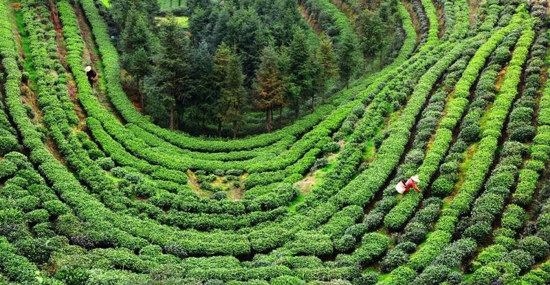 关于3大茶王诞生！这场延续9届的斗茶大赛，助力寿宁茶业升级发展的新闻(8)