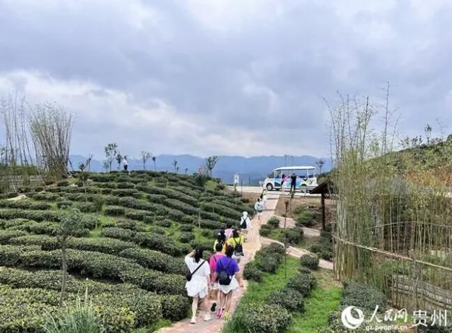 关于贵州织金：治水保土 茶香满园的内容