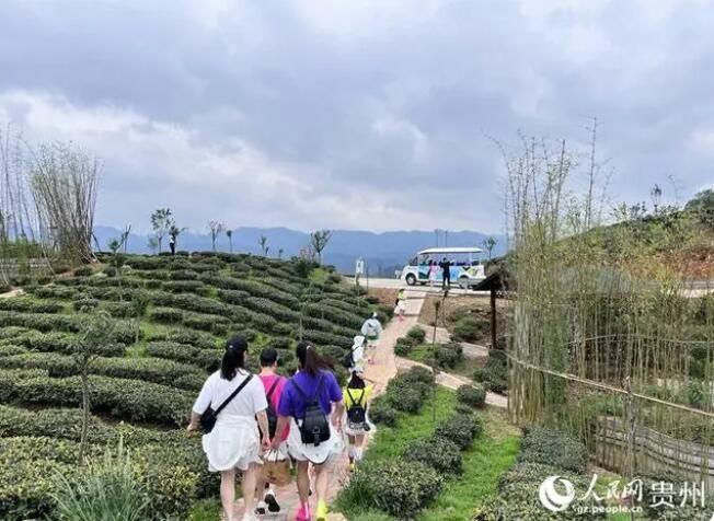 关于贵州织金：治水保土 茶香满园的内容(3)